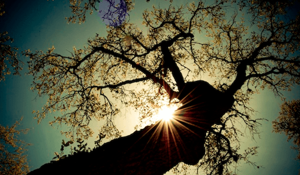 Growing in Christ - Tree Growing