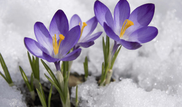 Springing to Life