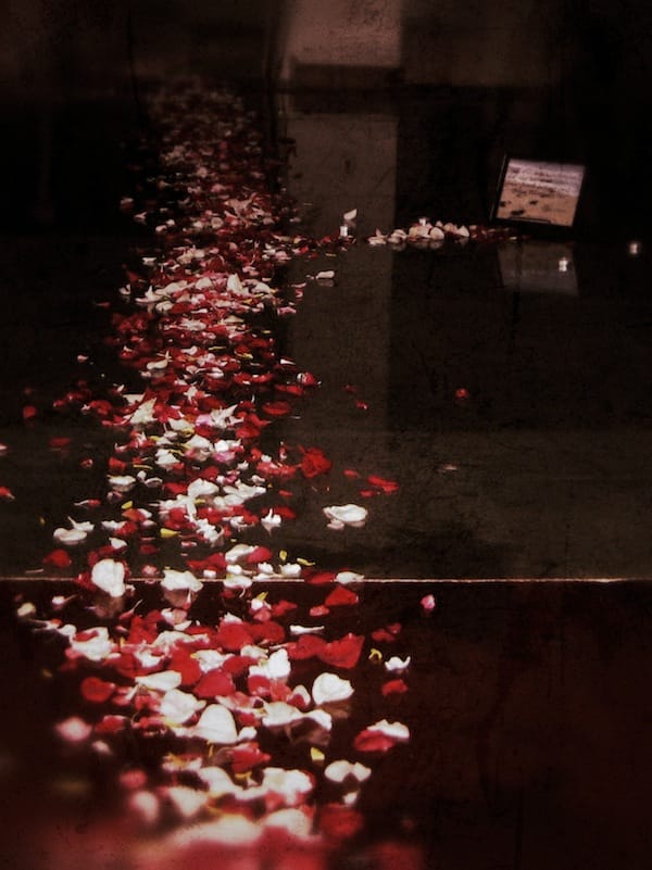 2 Years Ago Today - Rose Pedals on Floor